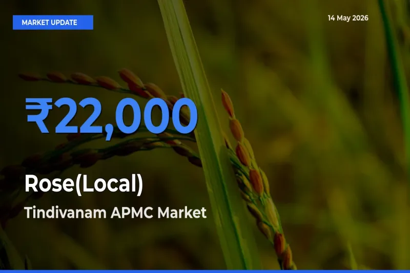 Tindivanam APMC Emerges as Top Mandi for Rose(Local) Prices Today
