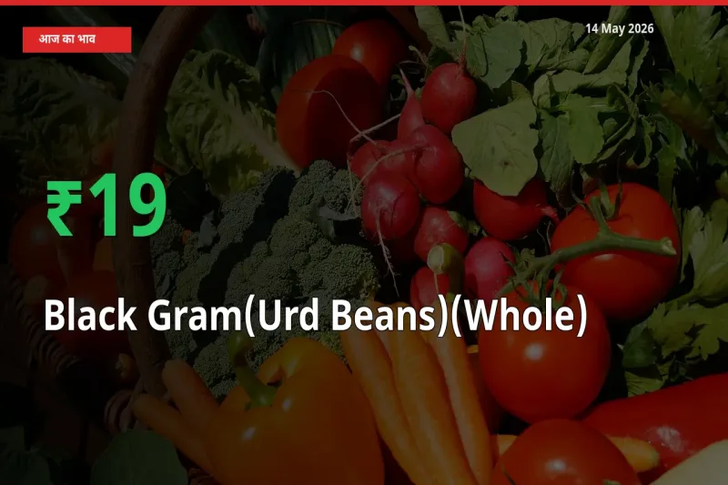 तेज़ तेजी! मंडी में साबुत उड़द के दाम 18.5% चढ़े