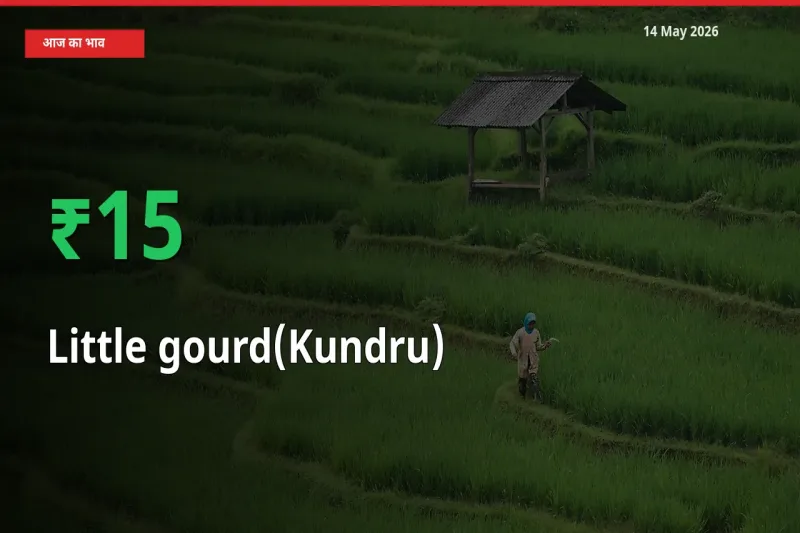 कुंदरू (टिंडा तोरई) 15.38% उछला, मंडी