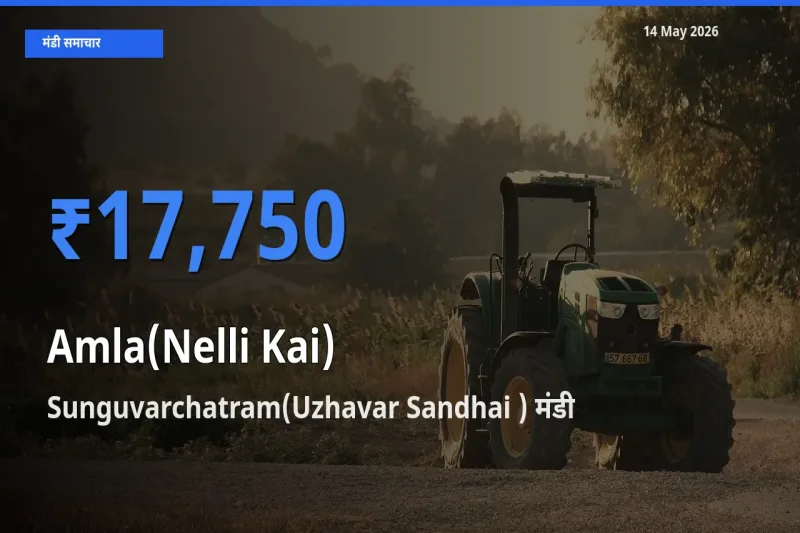 Sunguvarchatram(Uzhavar Sandhai ) में आंवला का आज सबसे ऊँचा भाव