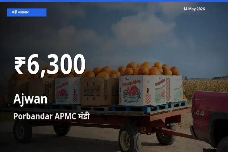 अजवाइन के दामों में गिरावट, Porbandar APMC में 30 दिन का न्यूनतम भाव