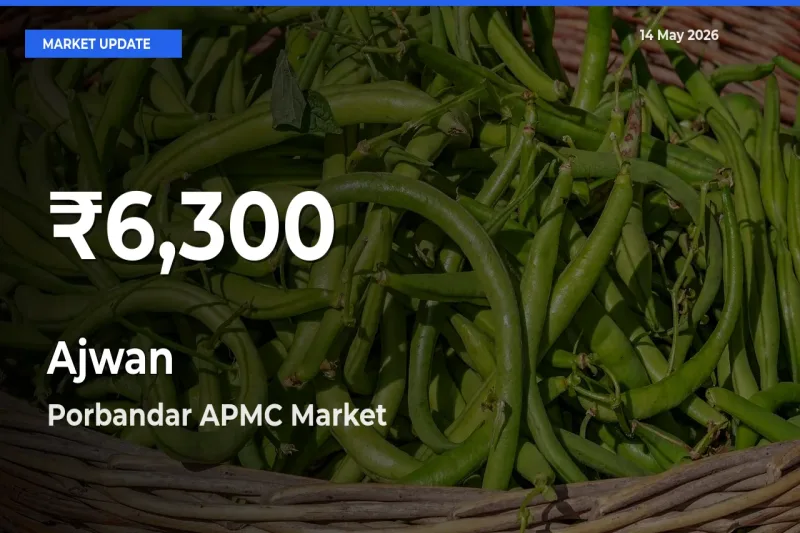Farmers Concerned as Ajwan Hits 30-Day Low in Porbandar APMC