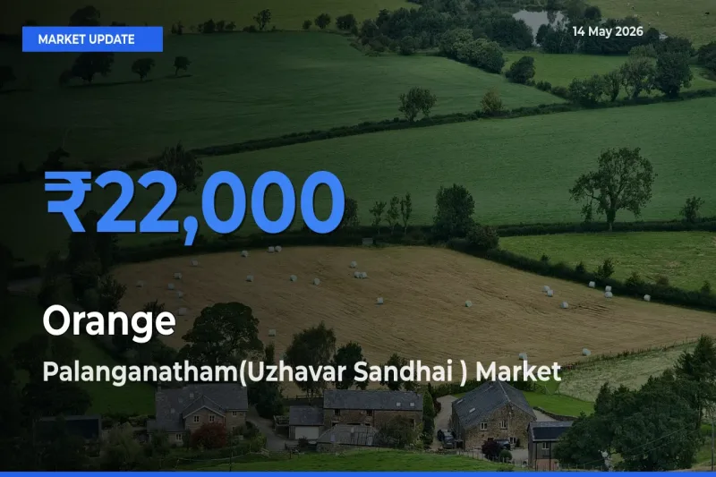 Palanganatham(Uzhavar Sandhai ) Emerges as Top Mandi for Orange Prices Today