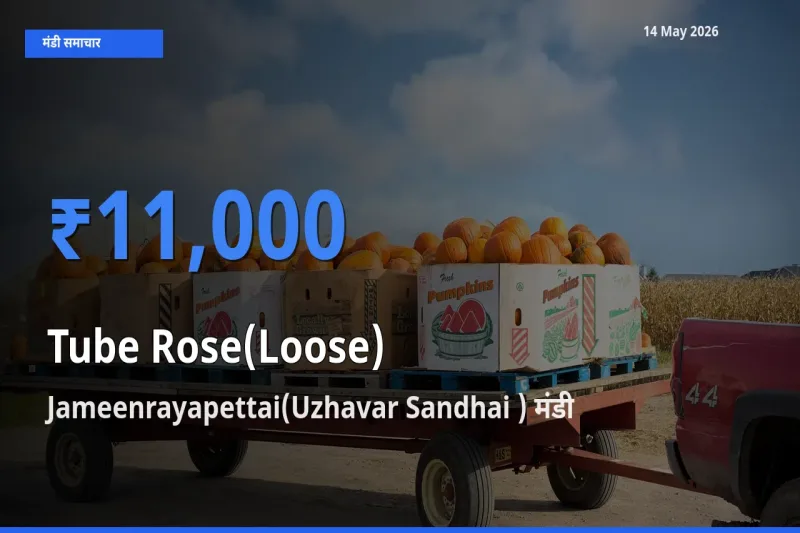Jameenrayapettai(Uzhavar Sandhai ) मंडी में रजनीगंधा (ढीला) ₹11,000 पर पहुँचा – आज का सर्वोच्च भाव