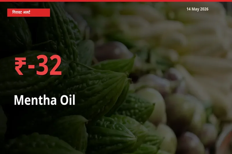 स्थानीय मंडी में मेंथा ऑयल के दाम अचानक 31.51% गिरे, किसानों की चिंता बढ़ी