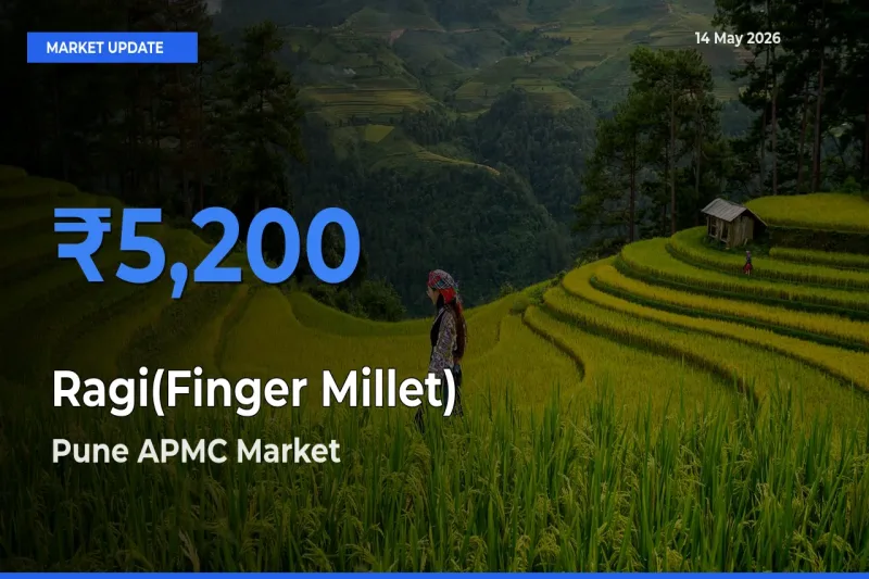 Ragi(Finger Millet) Mandi Rate Today: Pune APMC Tops the List