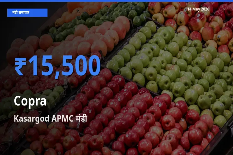 Kasargod APMC मंडी में सूखा नारियल ₹15,500 पर पहुँचा – आज का सर्वोच्च भाव