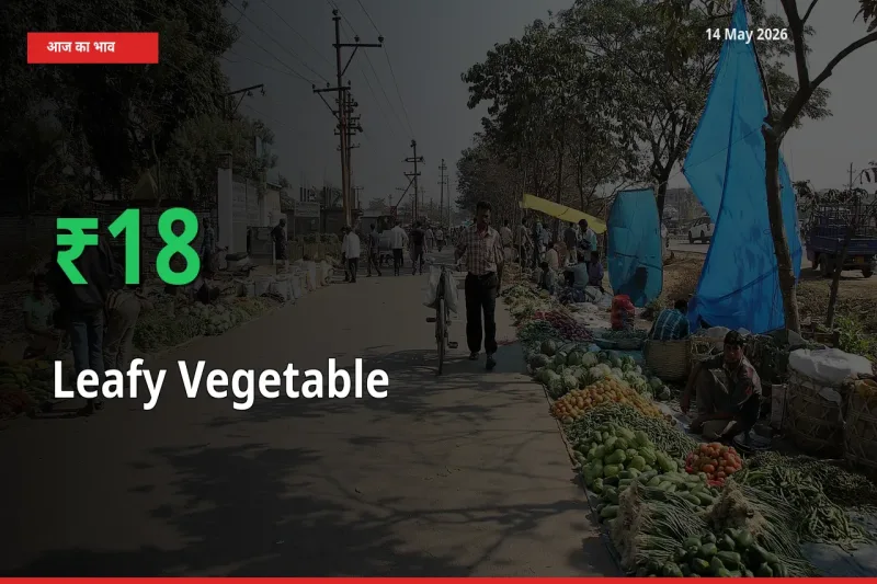 तेज़ तेजी! मंडी में पत्तेदार सब्जी के दाम 17.56% चढ़े