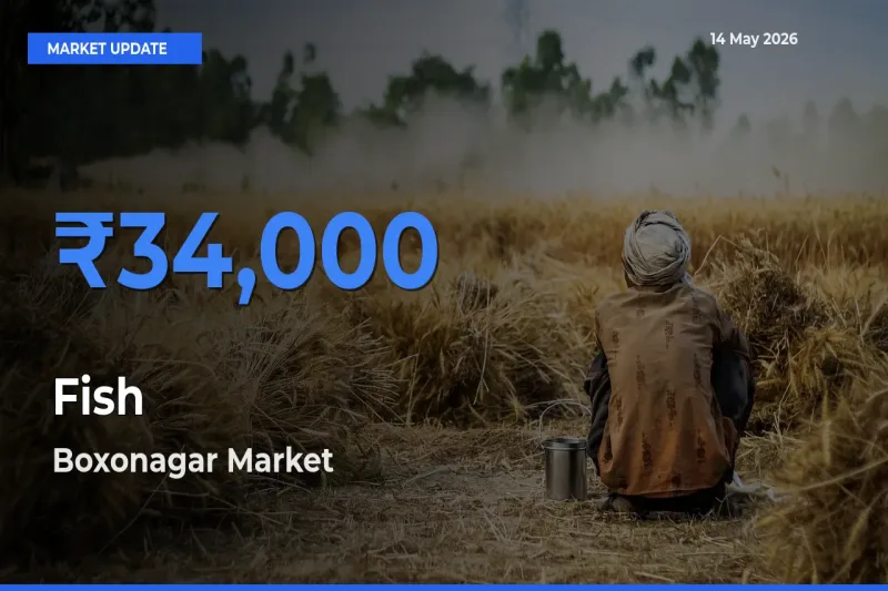 Farmers Prefer Boxonagar as Fish Hits Highest Rate
