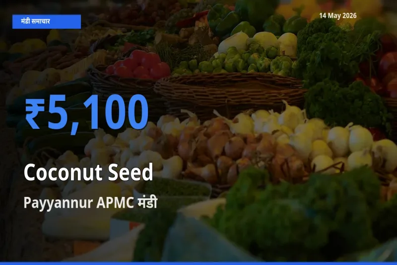 Payyannur APMC मंडी में आज नारियल का बीज के सबसे ऊँचे दाम दर्ज