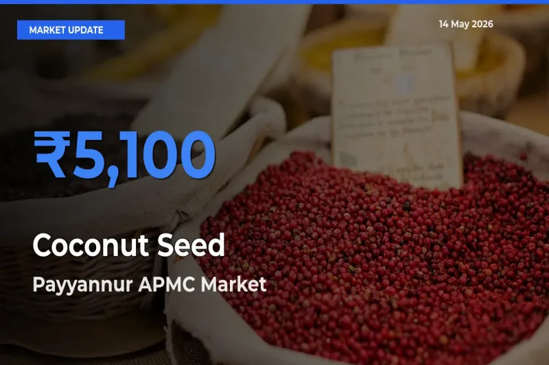 Payyannur APMC Records Highest ₹5,100 Rate for Coconut Seed