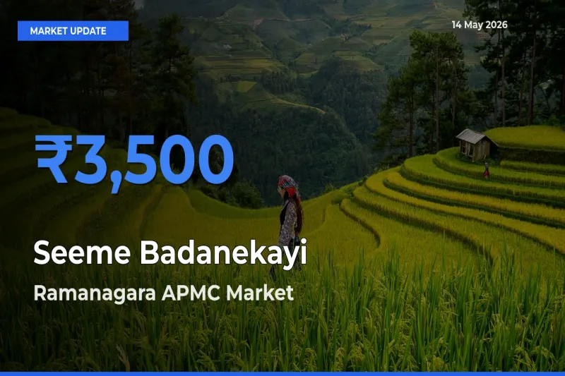 Market Watch: Ramanagara APMC Becomes Top Mandi for Seeme Badanekayi