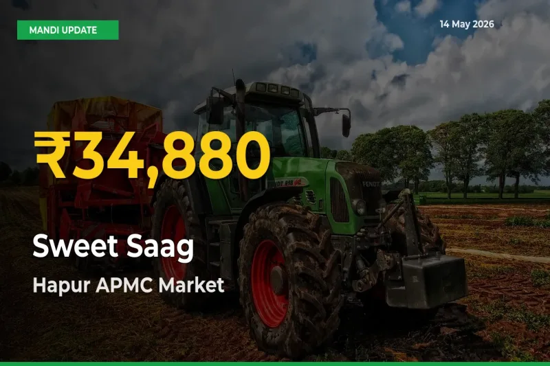 Hapur APMC Leads as Sweet Saag Hits Highest Rate – May 14 Update