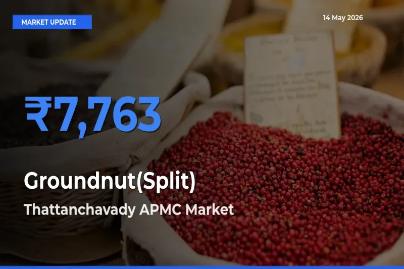 Thattanchavady APMC Emerges as Top Mandi for Groundnut(Split) Prices Today