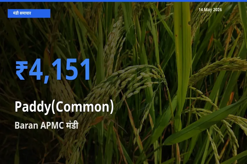 आज धान (सामान्य) के सबसे ऊँचे दाम ₹4,151 Baran APMC मंडी में