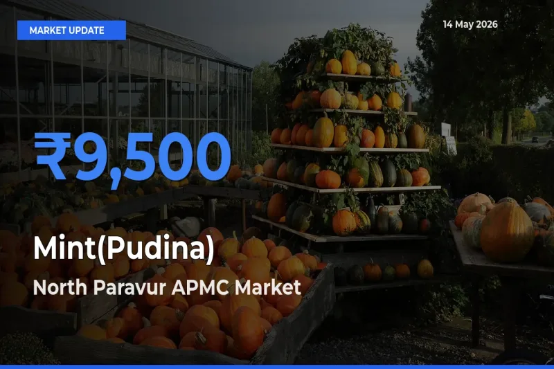 North Paravur APMC Leads as Top Mandi for Mint(Pudina) Prices