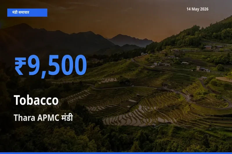 Thara APMC मंडी में तंबाकू ₹9,500 पर पहुँचा – आज का सर्वोच्च भाव