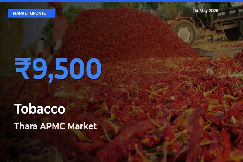 Thara APMC Offers ₹9,500 – Highest Tobacco Rate Today