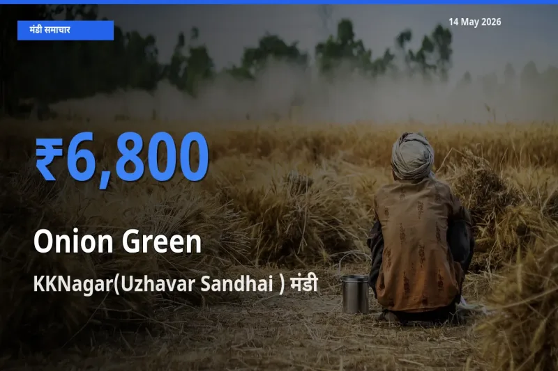 14 May अपडेट: प्याज हरा के सबसे ऊँचे दाम KKNagar(Uzhavar Sandhai ) मंडी में