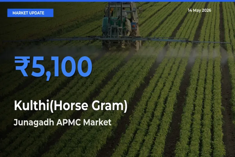 Farmers Prefer Junagadh APMC as Kulthi(Horse Gram) Hits Highest Rate