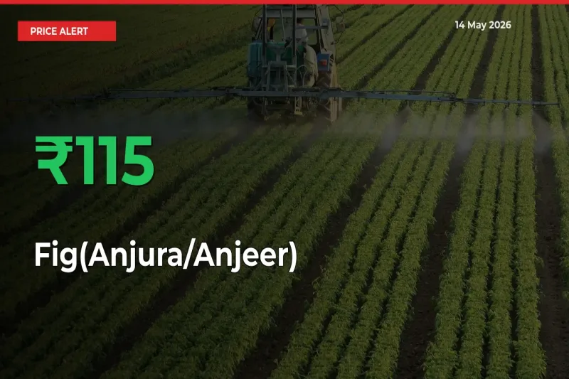 Sudden 115% Rally in Fig(Anjura/Anjeer) Prices Across Mandis