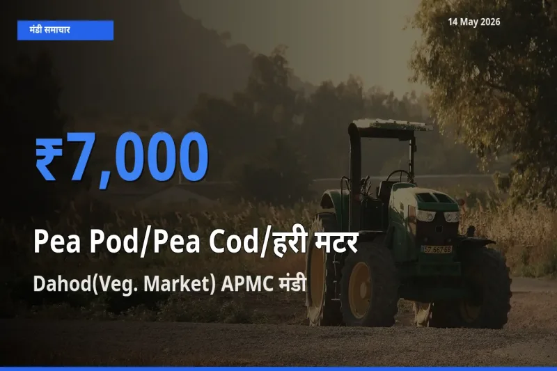 Dahod(Veg. Market) APMC में मटर की फली का आज सबसे ऊँचा भाव