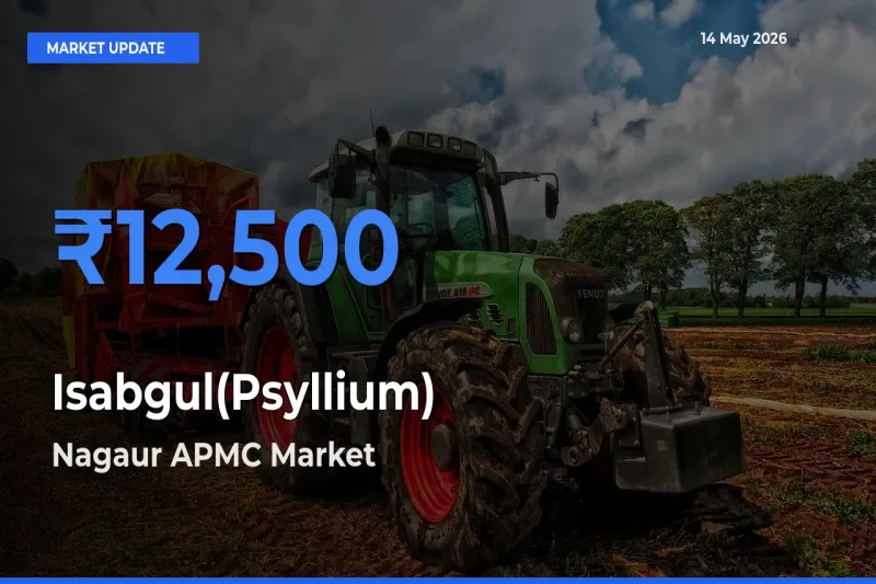 Top Performer! Nagaur APMC Offers Best Isabgul(Psyllium) Price Today