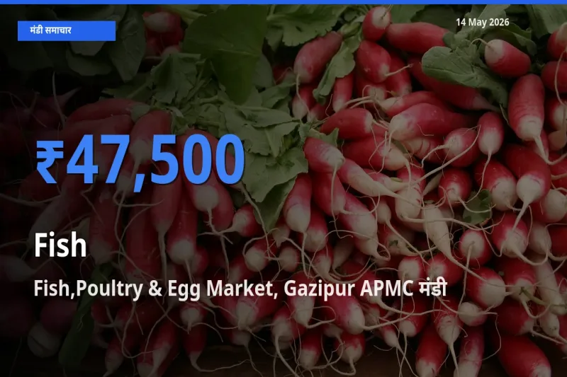 आज मछली के सबसे ज़्यादा दाम Fish,Poultry & Egg Market, Gazipur APMC मंडी में दर्ज