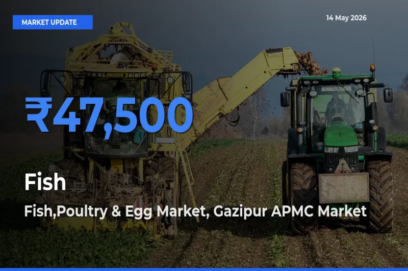 Fish,Poultry & Egg Market, Gazipur APMC Records Highest ₹47,500 Rate for Fish
