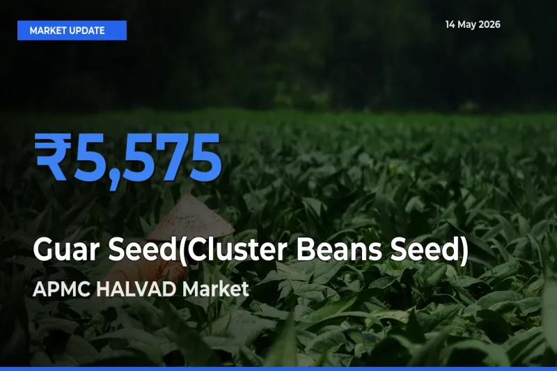 Top Performer! APMC HALVAD Offers Best Guar Seed(Cluster Beans Seed) Price Today
