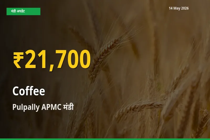 कॉफी के दामों में रिकॉर्ड तेज़ी, Pulpally APMC