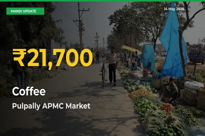 Why Coffee Prices Are Climbing in Pulpally APMC – Today’s New High Explained