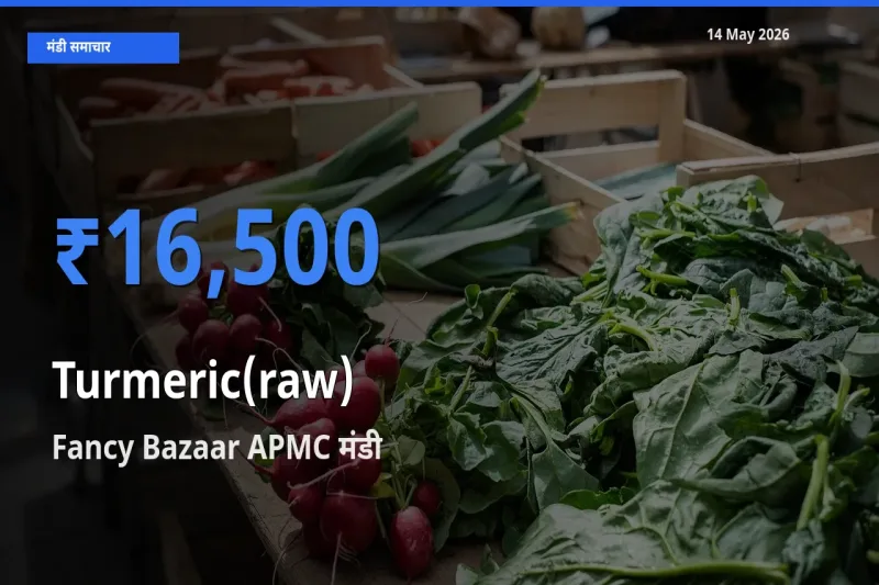 आज का मंडी भाव: हल्दी (कच्ची) के सबसे ज़्यादा दाम Fancy Bazaar APMC में