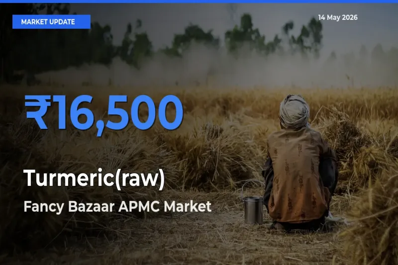 Farmers Prefer Fancy Bazaar APMC as Turmeric(raw) Hits Highest Rate