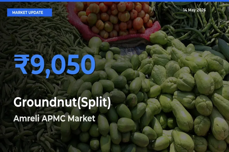 Amreli APMC Tops Groundnut(Split) Mandi Rates Today