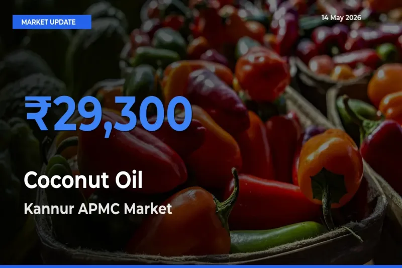 Kannur APMC Leads as Top Mandi for Coconut Oil Prices
