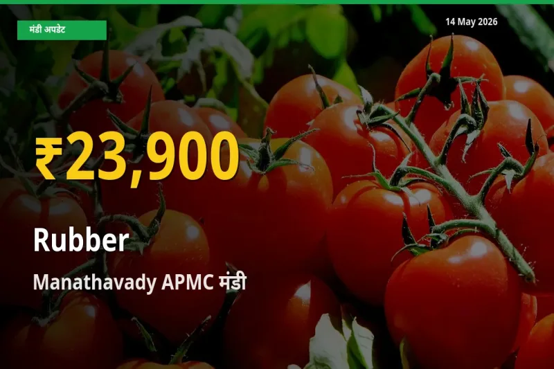 रिकॉर्ड तेज़ी! Manathavady APMC में रबड़ ₹23,900 पर पहुँचा