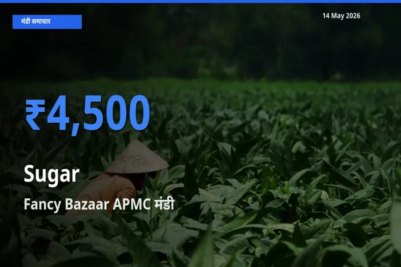 टॉप मंडी बना Fancy Bazaar APMC! चीनी के सबसे ऊँचे दाम यहीं दर्ज