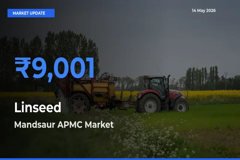 Mandsaur APMC Emerges as Top Mandi for Linseed Prices Today