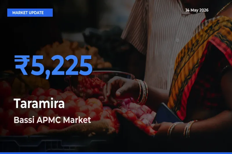 Bassi APMC Leads as Top Mandi for Taramira Prices