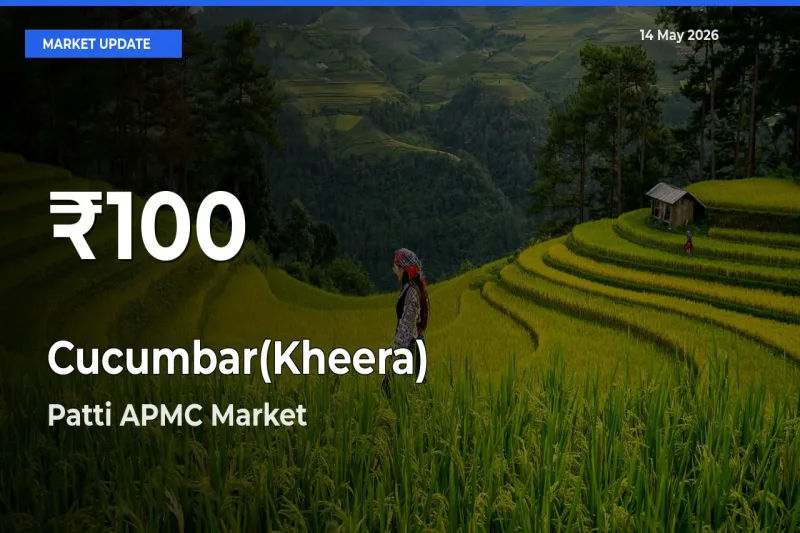Cucumbar(Kheera) Prices Touch 30-Day Low in Patti APMC – May 14 Update