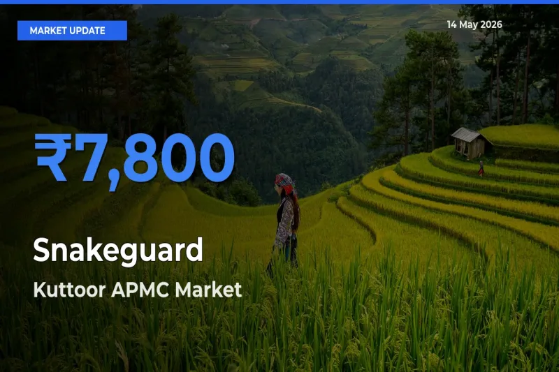 Farmers Prefer Kuttoor APMC as Snakeguard Hits Highest Rate