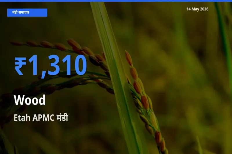 बाज़ार संकेत: Etah APMC बना लकड़ी के लिए आज की टॉप मंडी