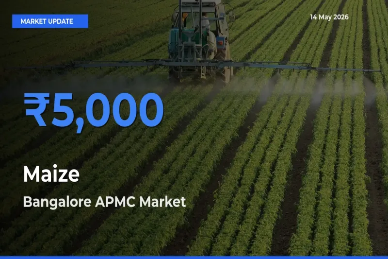 Bangalore APMC Records Highest ₹5,000 Rate for Maize