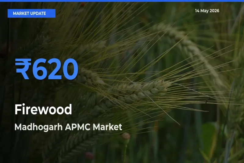 Farmers Prefer Madhogarh APMC as Firewood Hits Highest Rate