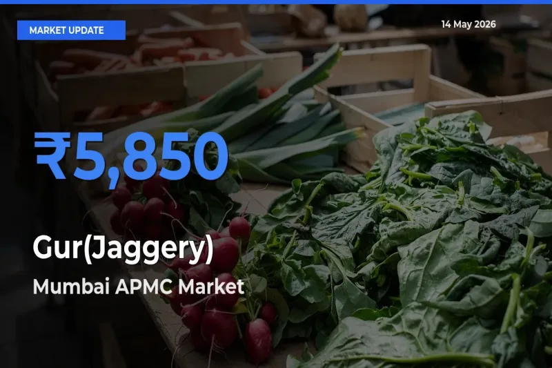 Mumbai APMC Tops Gur(Jaggery) Rates – May 14 Market Update