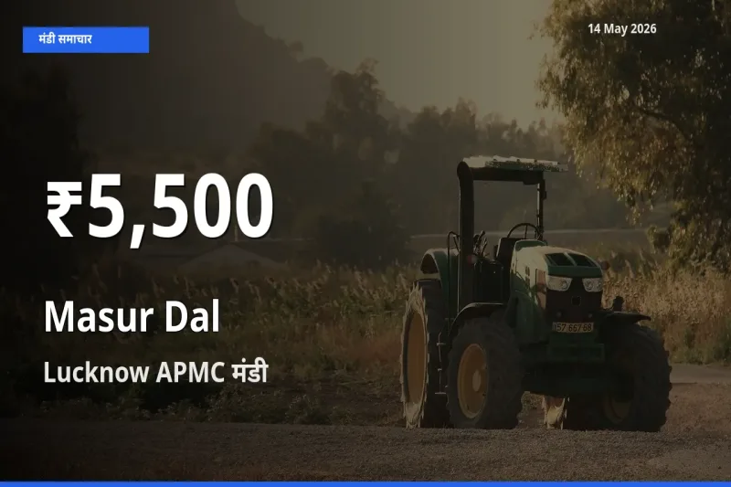 आज का मंडी भाव: Lucknow APMC में मसूर दाल 30 दिन के सबसे कम स्तर पर