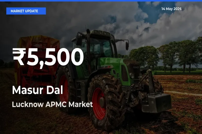 Masur Dal Prices Touch 30-Day Low in Lucknow APMC – May 14 Update