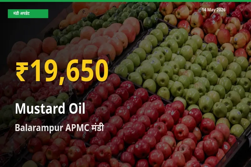 Balarampur APMC में सरसों का तेल ₹19,650 पर पहुँचा – अब तक का उच्चतम भाव