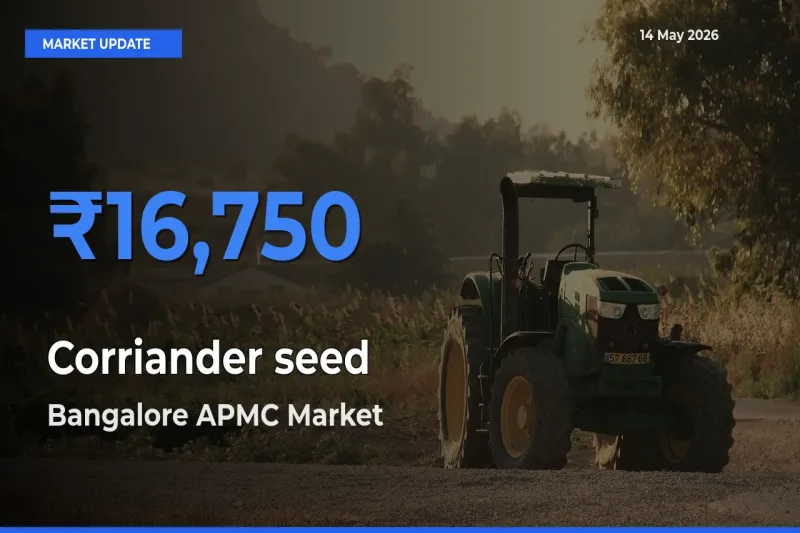 Market Watch: Bangalore APMC Becomes Top Mandi for Corriander seed